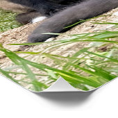 Celebrate Independent Thinking Foxes Poster (Ecke)