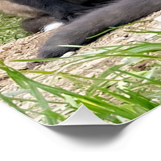 Celebrate Independent Thinking Foxes Poster (Ecke)