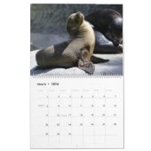 Celebrating Seals Wall Calendar 2026 Wildlife Kalender (Mär 2026)