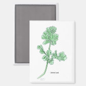 Celery Leaf Magnet (Vorderseite/Rückseite)