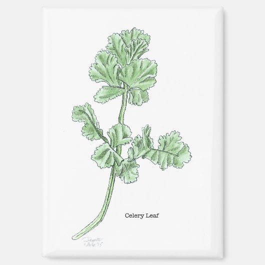 Celery Leaf Magnet (Vorderseite)