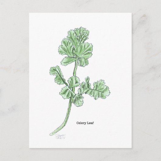 Celery Leaf Postkarte (Vorderseite)