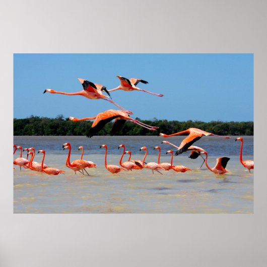 Celestun Biosphärenreservat Poster (Vorne)