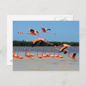 Celestun Biosphärenreservat Postkarte (Vorne/Hinten)