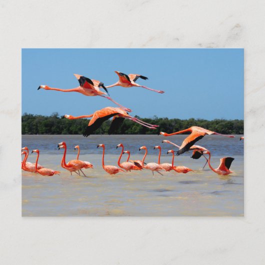 Celestun Biosphärenreservat Postkarte (Vorderseite)