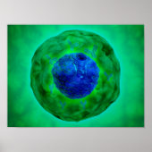 Cell Nucleus With Chromosome 1 Poster (Vorne)