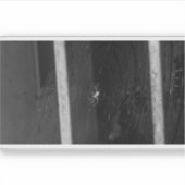 Cellar Spider Aufkleber (Vorderseite)