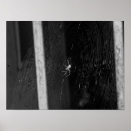 Cellar Spider Poster
