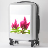 Celosia argentea aufkleber (Koffer)