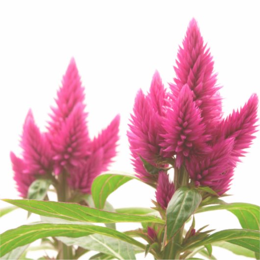 Celosia argentea aufkleber (Vorderseite)