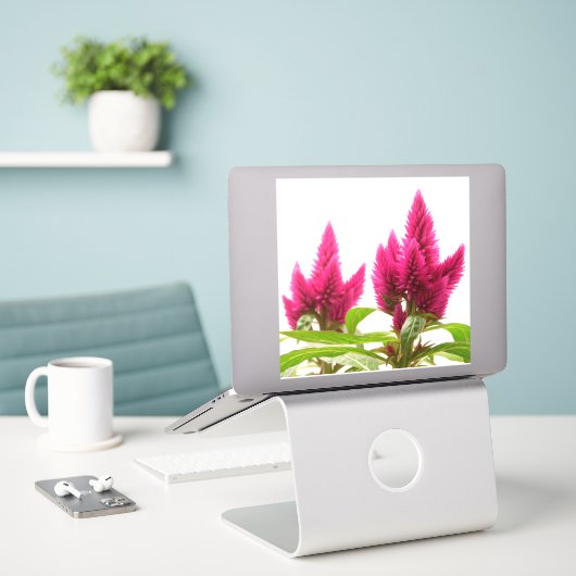 Celosia argentea aufkleber (Laptop auf Schreibtisch)