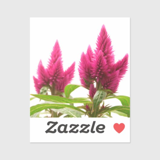 Celosia argentea aufkleber (Blatt)
