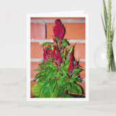 Celosia Argentea - Drachenatmung - Pflanze Karte (Vorderseite)