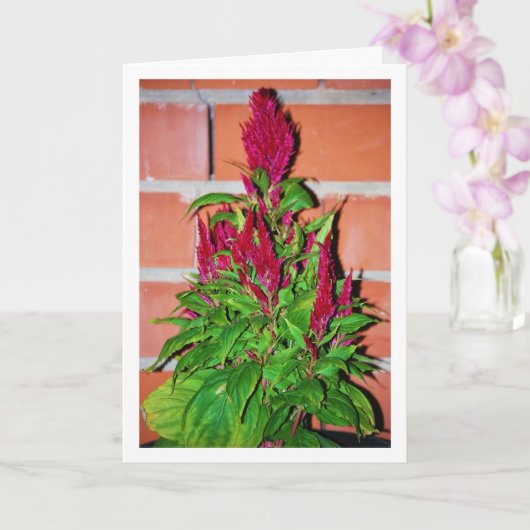 Celosia Argentea - Drachenatmung - Pflanze Karte (Orchidee)