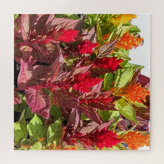 CELOSIA BLUME PUZZLE (Horizontal)
