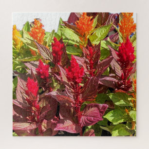 CELOSIA BLUME PUZZLE