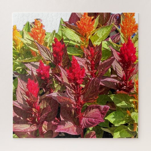 CELOSIA BLUME PUZZLE (Vertikal)