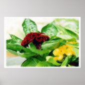 Celosia/Cockscomb Poster (Vorne)