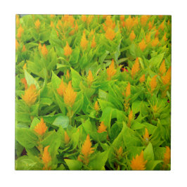 Celosia-Gebiet Fliese