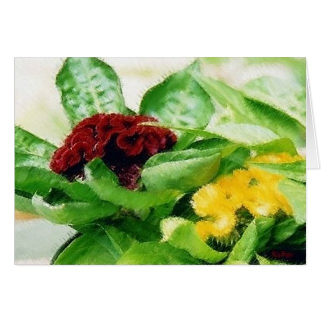 Celosia Pflanze Blume Cockscomb (Vorderseite (Horizontal))
