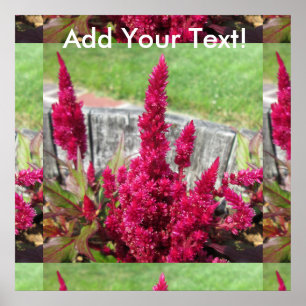 Celosia Red Rustic Fence Garden Poster