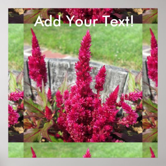 Celosia Red Rustic Fence Garden Poster (Vorne)