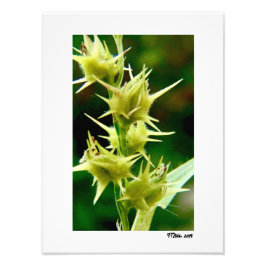 Cenchrus Echinatos Fotodruck