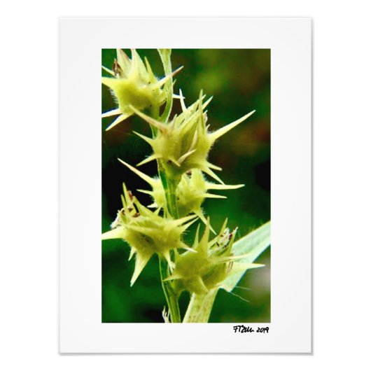 Cenchrus Echinatos Fotodruck (Vorne)