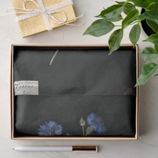 Centaurea Cyanus von Mary Delany Seidenpapier (Geschenk)