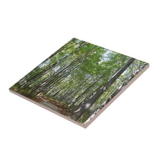 Centennial Wald Path II Ellicott City Maryland Fliese (Seite)