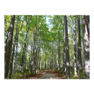 Centennial Wooded Path II Ellicott City Maryland Fotodruck