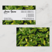 Center Band 037 - Gepunktet Laurel Visitenkarte (Vorne/Hinten)