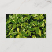 Center Band 037 - Gepunktet Laurel Visitenkarte (Rückseite)