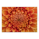 Center Orange Dahlia Blume Leere Inside (Vorderseite (Horizontal))