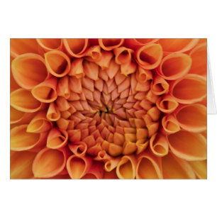 Center Orange Dahlia Blume Leere Inside