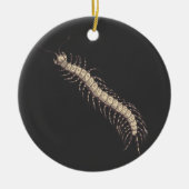 Centipede Ornament (Vorne)