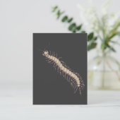 Centipede Postcard Postkarte (Stehend Vorderseite)