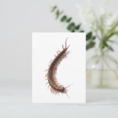 Centipede Postkarte (Stehend Vorderseite)