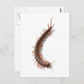 Centipede Postkarte (Vorne/Hinten)