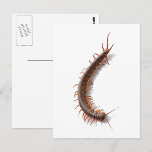 Centipede Postkarte (Vorne/Hinten)