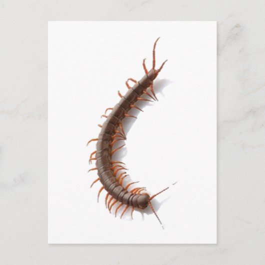 Centipede Postkarte (Vorderseite)