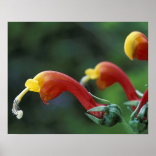 Central America, Panama, Chiriqui Province, Poster