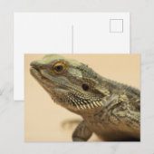 Central Bartard Lizard Nah-up Postkarte (Vorne/Hinten)
