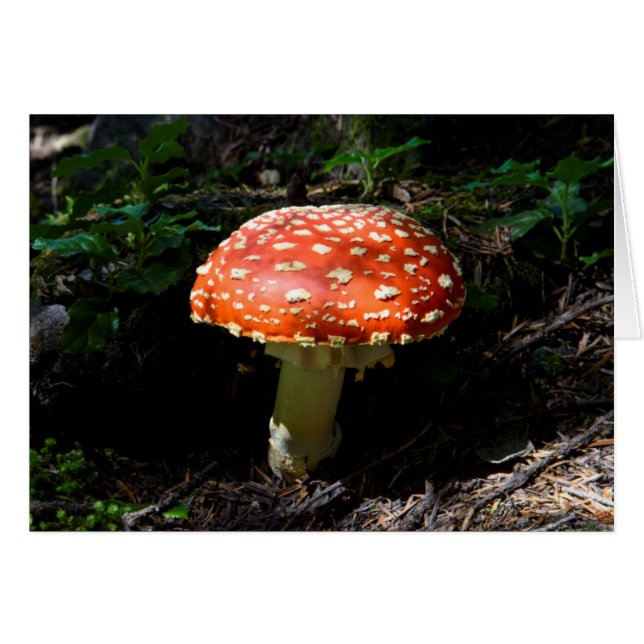 Central Cascades, Staat Washington (Vorderseite (Horizontal))