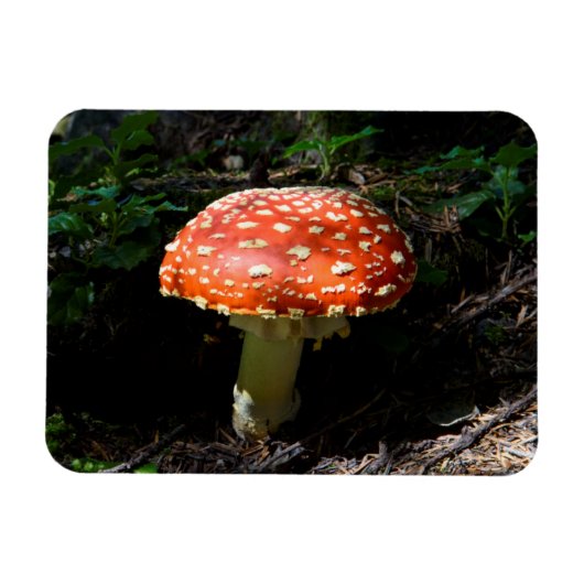 Central Cascades, Staat Washington Magnet (Horizontal)