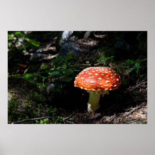 Central Cascades, Staat Washington Poster (Vorne)