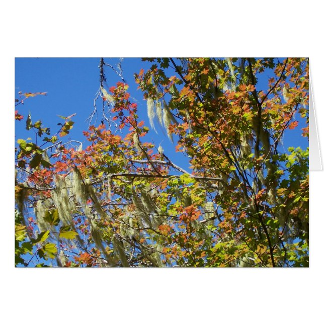 Central Oregon Fall (Vorderseite (Horizontal))
