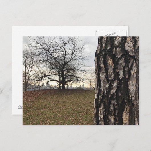 Central Park New York City NYC Tree Foto Postcard Postkarte (Vorne/Hinten)