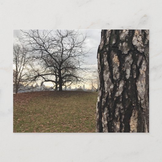 Central Park New York City NYC Tree Foto Postcard Postkarte (Vorderseite)
