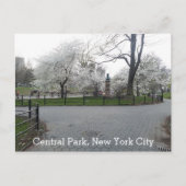 Central Park New York Springtime Path with Trees Postkarte (Vorderseite)